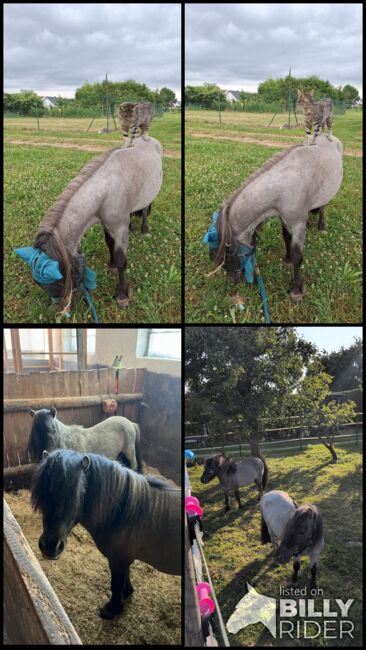 Super liebe Shetland Ponys, Sabine , Horses For Sale, Bühl, Image 9