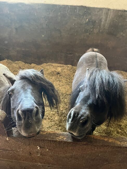 Super liebe Shetland Ponys, Sabine , Horses For Sale, Bühl, Image 7