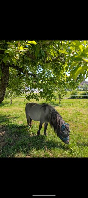 Super liebe Shetland Ponys, Sabine , Horses For Sale, Bühl, Image 6