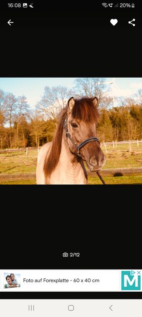 superliebe Isländerstute, Claudia Grunden , Horses For Sale, Schermbeck, Image 3