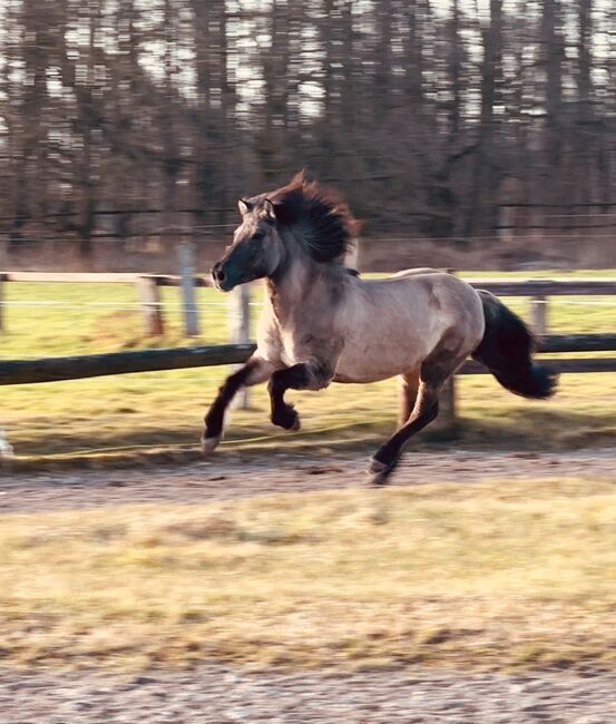 superliebe Isländerstute, Claudia Grunden , Horses For Sale, Schermbeck