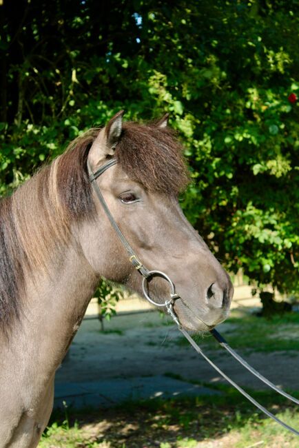 Superliebe Islandstute zu verkaufen, Claudia Grunden , Horses For Sale, Schermbeck, Image 2