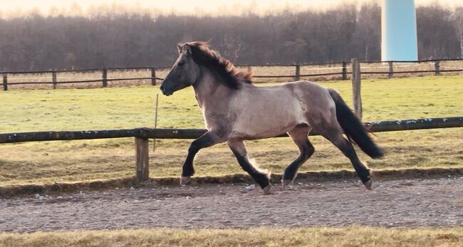 Superliebe Islandstute zu verkaufen, Claudia Grunden , Horses For Sale, Schermbeck, Image 4
