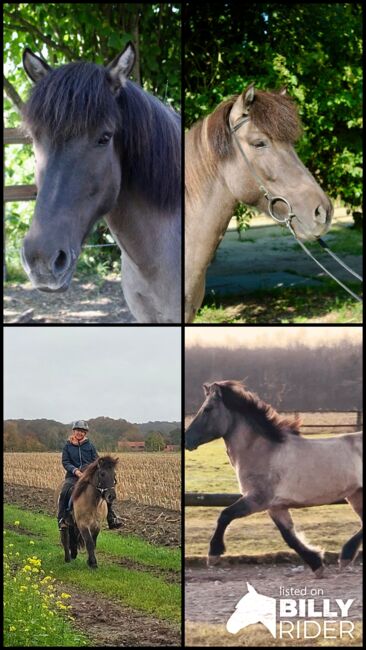 Superliebe Islandstute zu verkaufen, Claudia Grunden , Horses For Sale, Schermbeck, Image 7