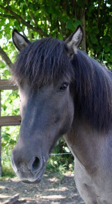 Superliebe Islandstute zu verkaufen, Claudia Grunden , Horses For Sale, Schermbeck