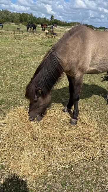 Superliebe Islandstute zu verkaufen, Claudia Grunden , Horses For Sale, Schermbeck, Image 6