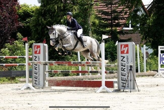 Super lieber Wallach, perfekt für gehobenen Amateur, Ramona Teering, Horses For Sale, Gladbeck , Image 17