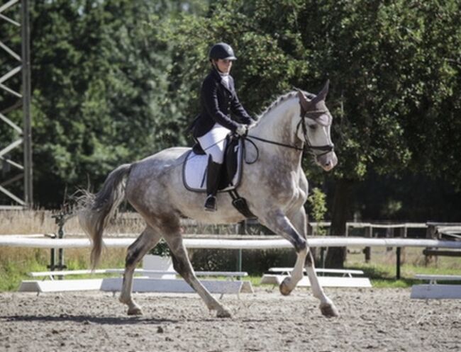 Super lieber Wallach, perfekt für gehobenen Amateur, Ramona Teering, Horses For Sale, Gladbeck , Image 14