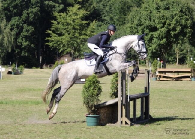 Super lieber Wallach, perfekt für gehobenen Amateur, Ramona Teering, Horses For Sale, Gladbeck , Image 18