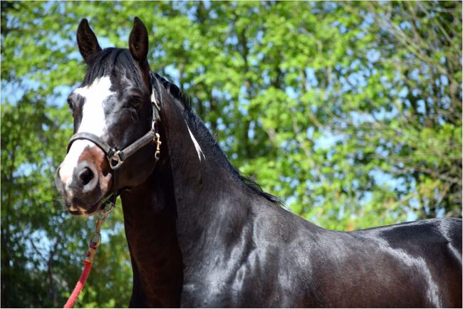 super sitzbequemer, sehr stabiler Paint Horse Wallach, Kerstin Rehbehn (Pferdemarketing Ost), Horses For Sale, Nienburg, Image 2