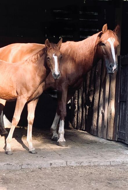 Superliebe Quarter Horse Stute an Bestplatz abzugeben, Kerstin Rehbehn (Pferdemarketing Ost), Pferd kaufen, Nienburg, Abbildung 4