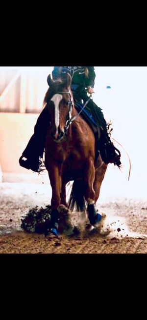 Superliebe Quarter Horse Stute an Bestplatz abzugeben, Kerstin Rehbehn (Pferdemarketing Ost), Pferd kaufen, Nienburg, Abbildung 2