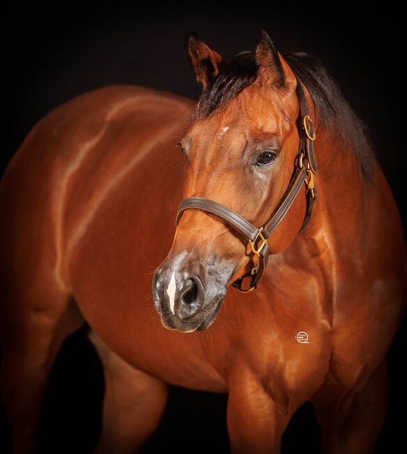 superlieber Quarter Horse Wallach, Kerstin Rehbehn (Pferdemarketing Ost), Pferd kaufen, Nienburg