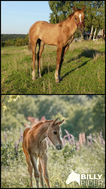 superliebes, red dun Quarter Horse Stutfohlen, Kerstin Rehbehn (Pferdemarketing Ost), Pferd kaufen, Nienburg, Abbildung 3