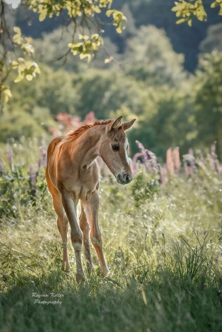 superliebes, red dun Quarter Horse Stutfohlen, Kerstin Rehbehn (Pferdemarketing Ost), Pferd kaufen, Nienburg, Abbildung 2