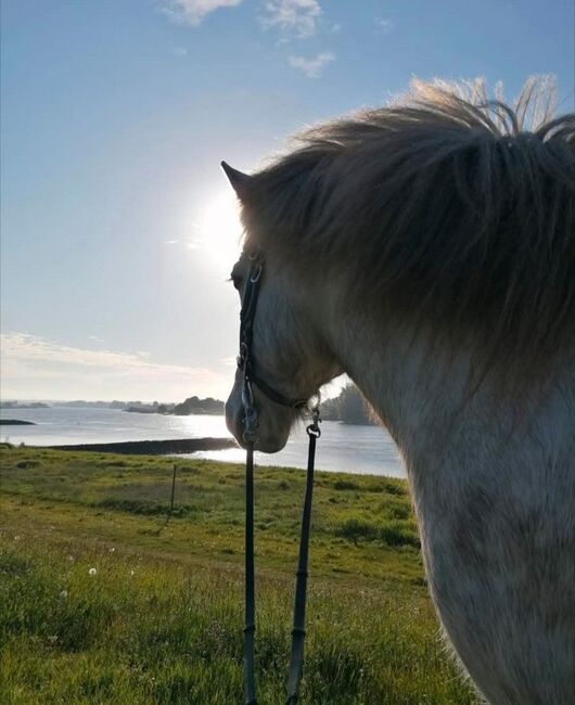 Super liebevollen Isländer abzugeben, T. Hase, Horses For Sale, Drage