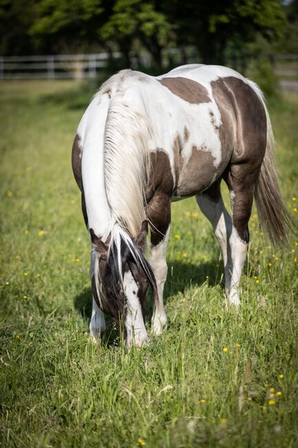 #superrarecolor #germanbreed, WOW Pferd  (WOW Pferd), Konie na sprzedaż, Bayern - Attenkirchen, Image 9