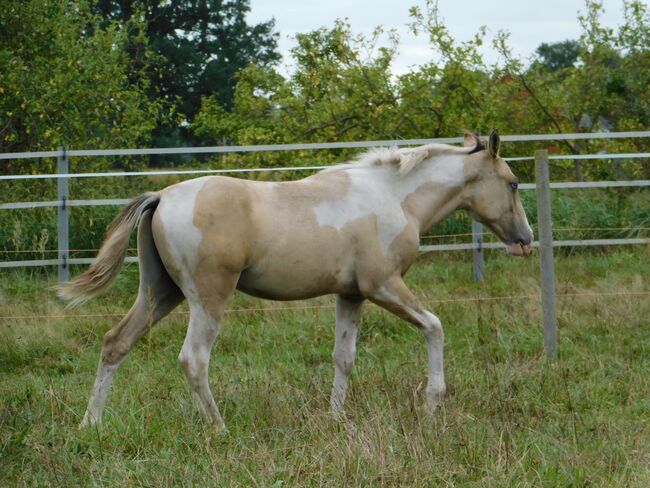 #superrarecolor #germanbreed, WOW Pferd  (WOW Pferd), Konie na sprzedaż, Bayern - Attenkirchen, Image 3