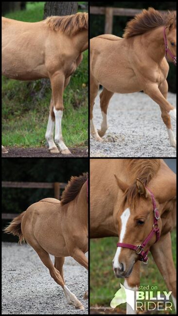 super hübsche, red dun Quarter Horse Stute, Kerstin Rehbehn (Pferdemarketing Ost), Horses For Sale, Nienburg, Image 7