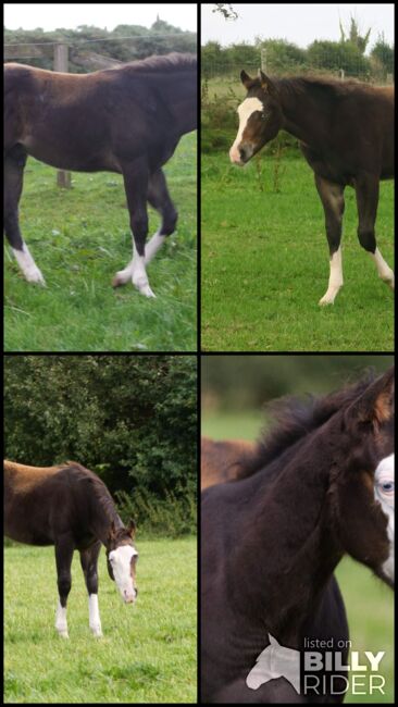 Superlieber, ruhiger Quarter Horse Absetzer mit top Reining Abstammung, Kerstin Rehbehn (Pferdemarketing Ost), Horses For Sale, Nienburg, Image 7