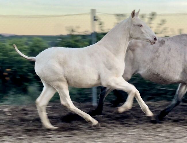 #superspecialcolor #exclusivefoal, WOW Pferd  (WOW Pferd), Horses For Sale, Bayern - Attenkirchen, Image 4