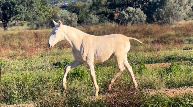 #superspecialcolor #exclusivefoal, WOW Pferd  (WOW Pferd), Horses For Sale, Bayern - Attenkirchen, Image 9