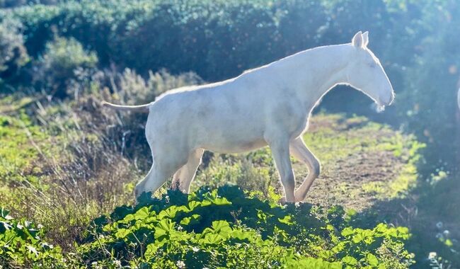 #superspecialcolor #exclusivefoal, WOW Pferd  (WOW Pferd), Pferd kaufen, Bayern - Attenkirchen, Abbildung 5