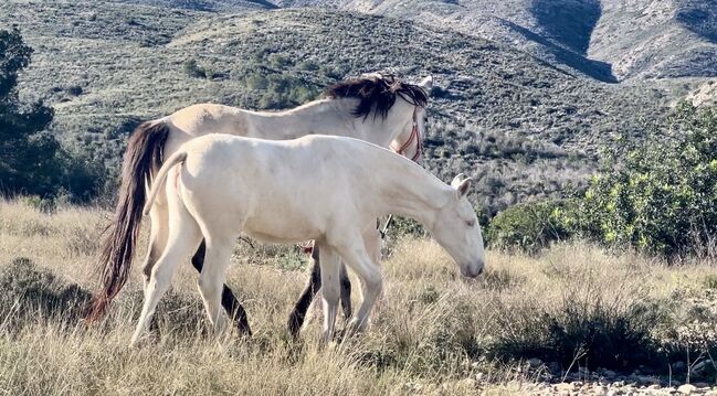 #superspecialcolor #exclusivefoal, WOW Pferd  (WOW Pferd), Pferd kaufen, Bayern - Attenkirchen, Abbildung 3