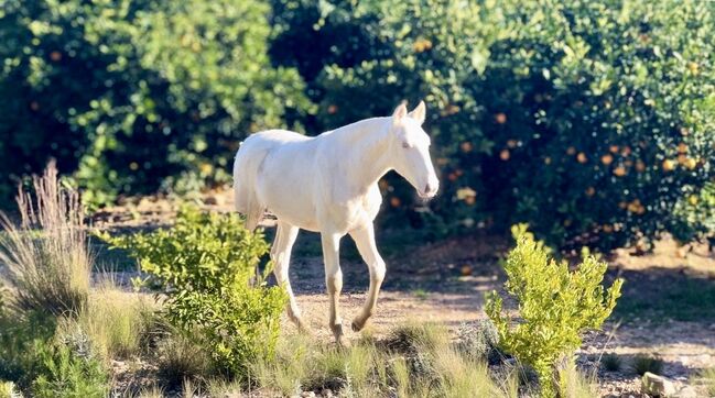 #superspecialcolor #exclusivefoal, WOW Pferd  (WOW Pferd), Pferd kaufen, Bayern - Attenkirchen, Abbildung 2