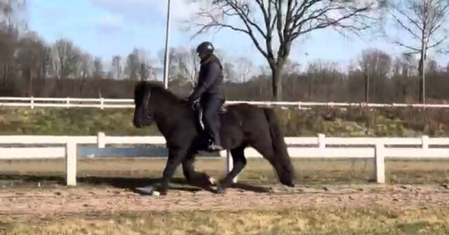 Super Sportpferd mit Wow factor Islandpferd, Silke Köhler, Horses For Sale, Image 6