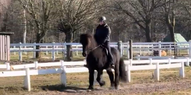 Super Sportpferd mit Wow factor Islandpferd, Silke Köhler, Horses For Sale, Image 8