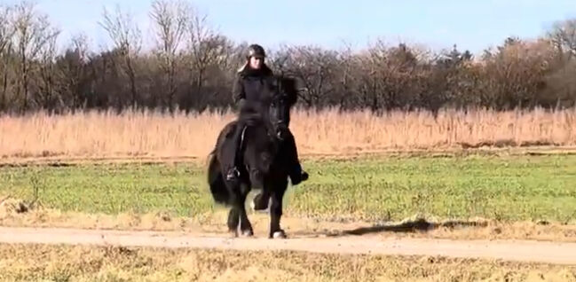 Super Sportpferd mit Wow factor Islandpferd, Silke Köhler, Horses For Sale