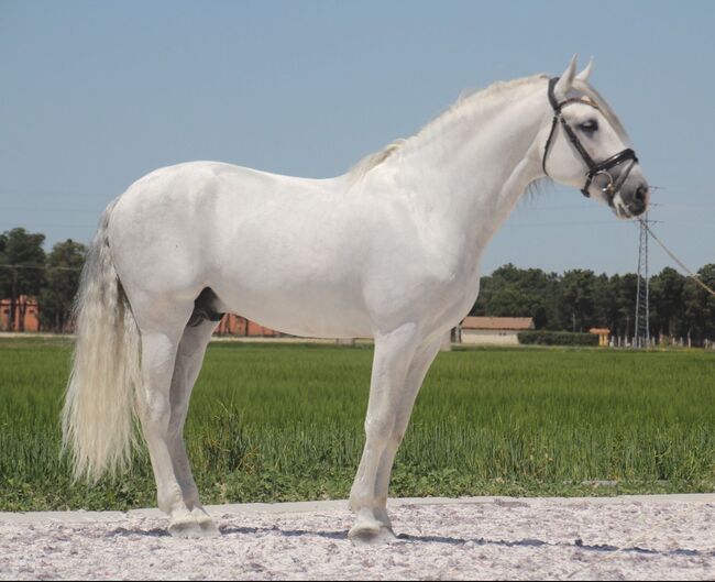 #superstar #psghorse, WOW Pferd  (WOW Pferd), Horses For Sale, Bayern - Attenkirchen, Image 4