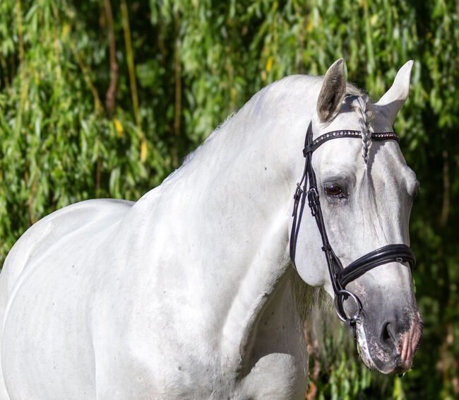 #superstar #psghorse, WOW Pferd  (WOW Pferd), Horses For Sale, Bayern - Attenkirchen, Image 3