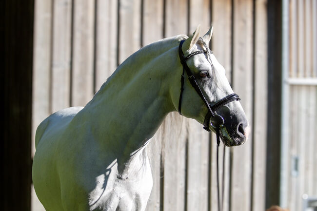 #superstar #psghorse, WOW Pferd  (WOW Pferd), Horses For Sale, Bayern - Attenkirchen, Image 4