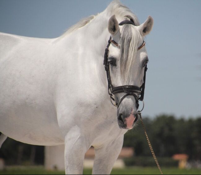 #superstar #psghorse, WOW Pferd  (WOW Pferd), Horses For Sale, Bayern - Attenkirchen, Image 3