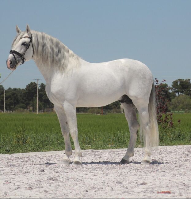 #superstar #psghorse, WOW Pferd  (WOW Pferd), Horses For Sale, Bayern - Attenkirchen, Image 2