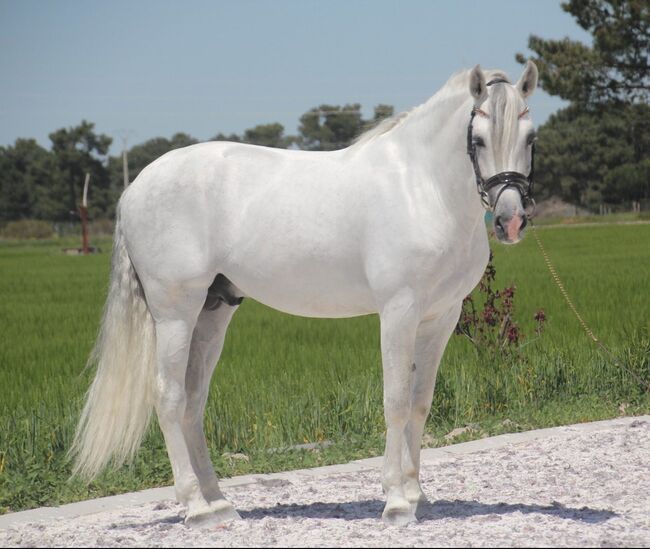 #superstar #psghorse, WOW Pferd  (WOW Pferd), Horses For Sale, Bayern - Attenkirchen, Image 9