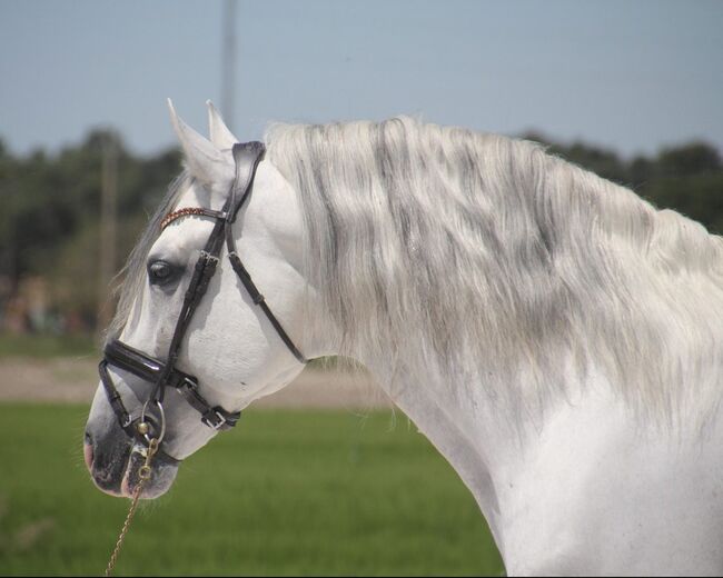 #superstar #psghorse, WOW Pferd  (WOW Pferd), Horses For Sale, Bayern - Attenkirchen