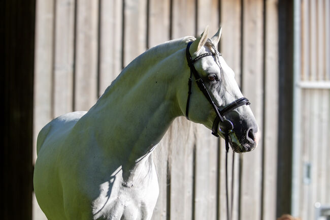 #superstar #psghorse, WOW Pferd  (WOW Pferd), Pferd kaufen, Bayern - Attenkirchen, Abbildung 4