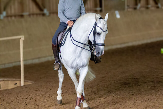 #superstar #psghorse, WOW Pferd  (WOW Pferd), Pferd kaufen, Bayern - Attenkirchen, Abbildung 7