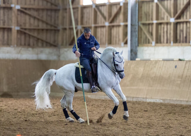 #superstar #psghorse, WOW Pferd  (WOW Pferd), Pferd kaufen, Bayern - Attenkirchen, Abbildung 7