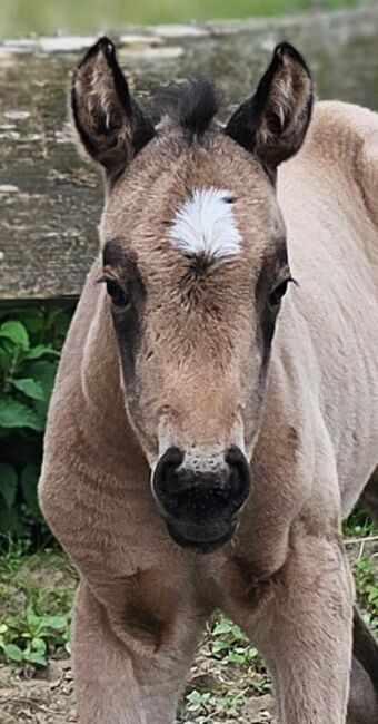 Supersüßes Quarter Horse Stutfohlen, Kerstin Rehbehn (Pferdemarketing Ost), Pferd kaufen, Nienburg, Abbildung 4