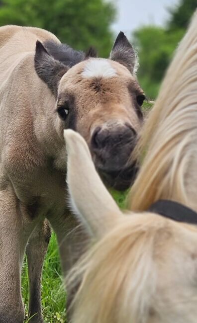 Supersüßes Quarter Horse Stutfohlen, Kerstin Rehbehn (Pferdemarketing Ost), Pferd kaufen, Nienburg, Abbildung 7