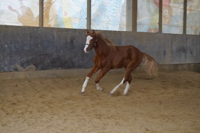 Super braver, doppelt registrierter Quarter Horse/Paint Horse Jährling, Kerstin Rehbehn (Pferdemarketing Ost), Horses For Sale, Nienburg, Image 3