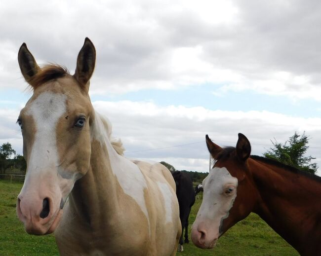 #superrarecolor #germanbreed, WOW Pferd  (WOW Pferd), Horses For Sale, Bayern - Attenkirchen, Image 7