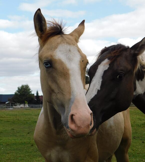 #superrarecolor #germanbreed, WOW Pferd  (WOW Pferd), Horses For Sale, Bayern - Attenkirchen, Image 11