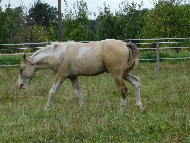 #superrarecolor #germanbreed, WOW Pferd  (WOW Pferd), Horses For Sale, Bayern - Attenkirchen, Image 4