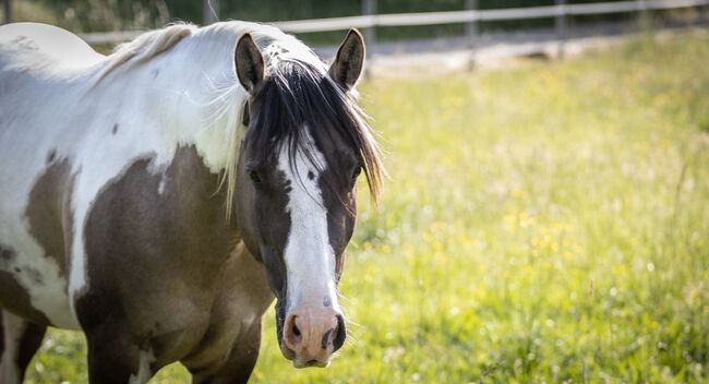 #superrarecolor #germanbreed, WOW Pferd  (WOW Pferd), Horses For Sale, Bayern - Attenkirchen, Image 8