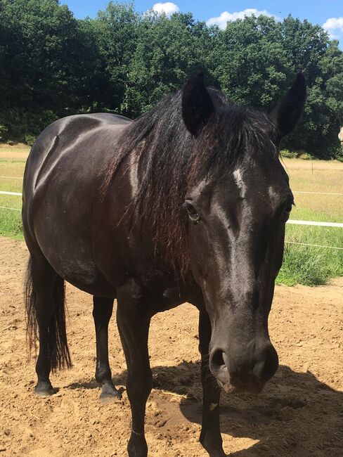 schwarze, kinderliebe Quarter Horse Stute, Kerstin Rehbehn (Pferdemarketing Ost), Horses For Sale, Nienburg, Image 6